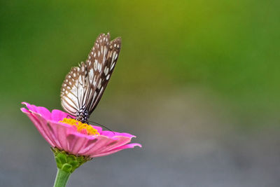 Close-up of butterfly perching on flower