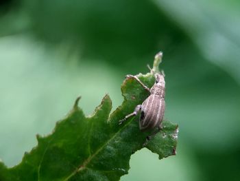 Close-up of insect on leaf