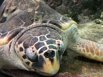 Close-up of turtle in sea