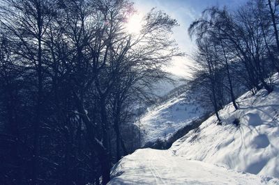 Snow covered trees against sky