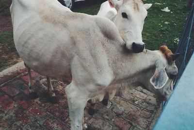 Close-up of goat