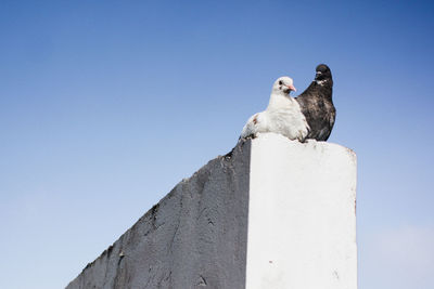 Low angle view of pigeons on retaining wall against clear blue sky