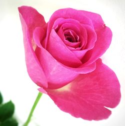 Close-up of rose over white background