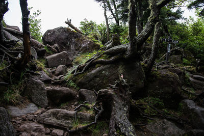 Trees growing in forest