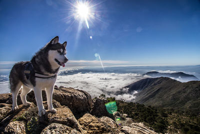 Dog on rocks against sky during sunny day