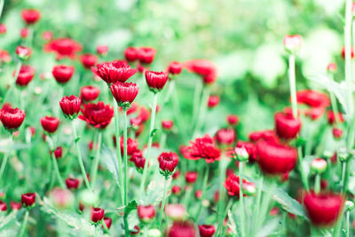 Close-up of red poppy flowers