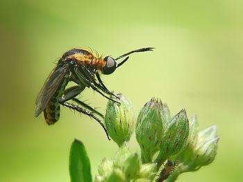 Close-up of insect on flower