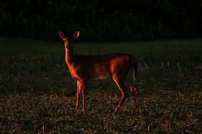 Beautiful deer on morning walk through an empty corn field the sunrise in full display upon its fur