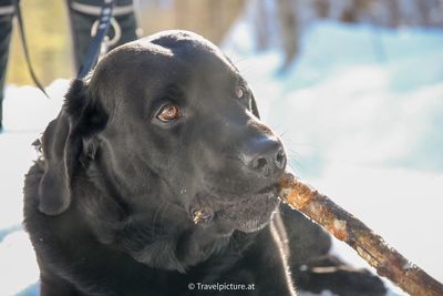 Close-up of a dog looking away