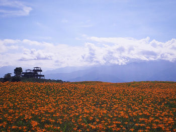 Scenic view of flowering field against sky