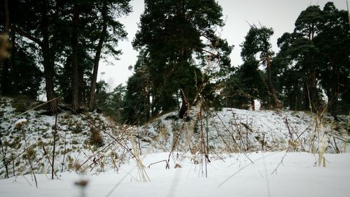 Trees against sky during winter