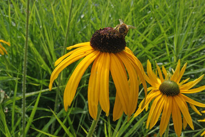 Close-up of honey bee pollinating on yellow flower