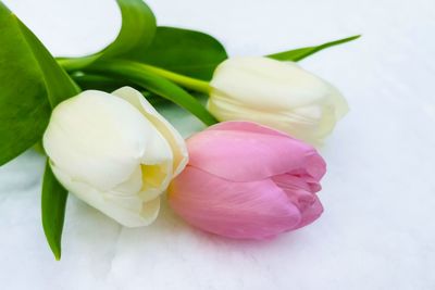 Close-up of pink roses over white background