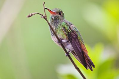 Close-up of bird perching on a plant