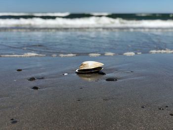 View of seashell on beach