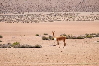 Horse standing on field in desert