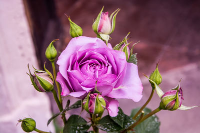 Close-up of pink rose flower