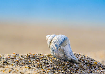 Close-up of sand on beach against sky