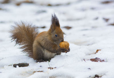 Close-up of squirrel on snow covered land