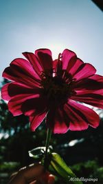 Close-up of red flower