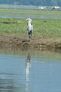 Gray heron standing on the shore 