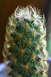 Close-up of cactus