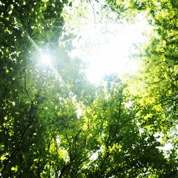 Low angle view of trees