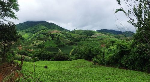 Scenic view of green landscape against sky