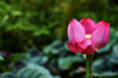 Close-up of pink water lily