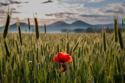 Red field poppy, among the cereals. sunrise. in the background, mountains and fog. dew on ears