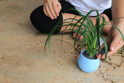 Low section of woman sitting by potted plant