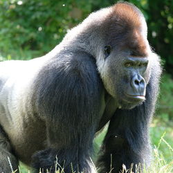 Close-up of gorilla in zoo