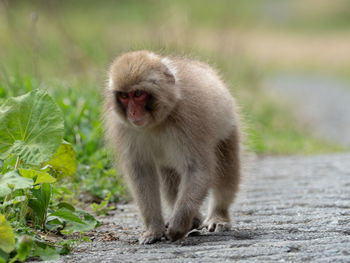 Close-up of monkey walking on road