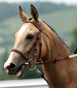 Horse standing on field