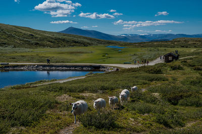 Wanders at lake høvringsvatne, blåhøe 1617 meter in horisont, norway