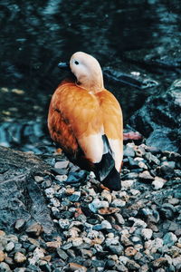 Close-up of bird perching on rock