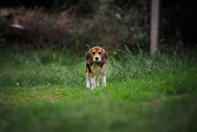 Portrait of dog on field