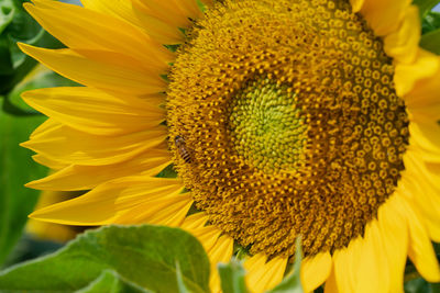 Close-up of sunflower