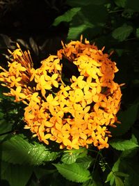 Close-up of yellow flowers blooming outdoors