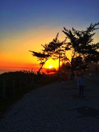 Silhouette of trees at sunset