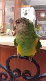 Close-up of parrot perching at home