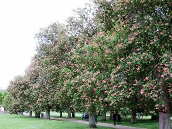 View of pink flowering plants in park