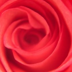 Macro shot of red rose