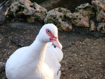 Close-up of white duck