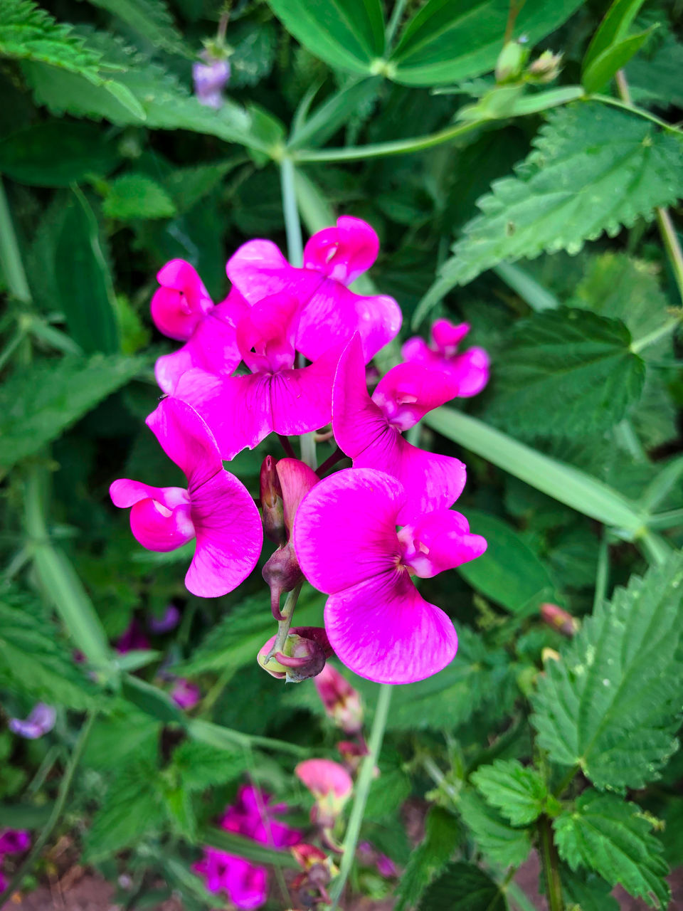 CLOSE-UP OF PINK FLOWER PLANT