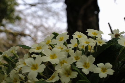 Close-up of white flowering plant