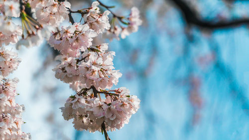 Close-up of cherry blossom tree