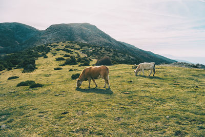 Horses grazing in a field