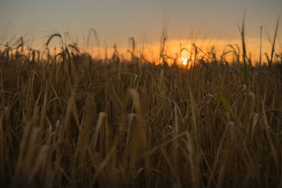 Close-up of wheat field against sky during sunset