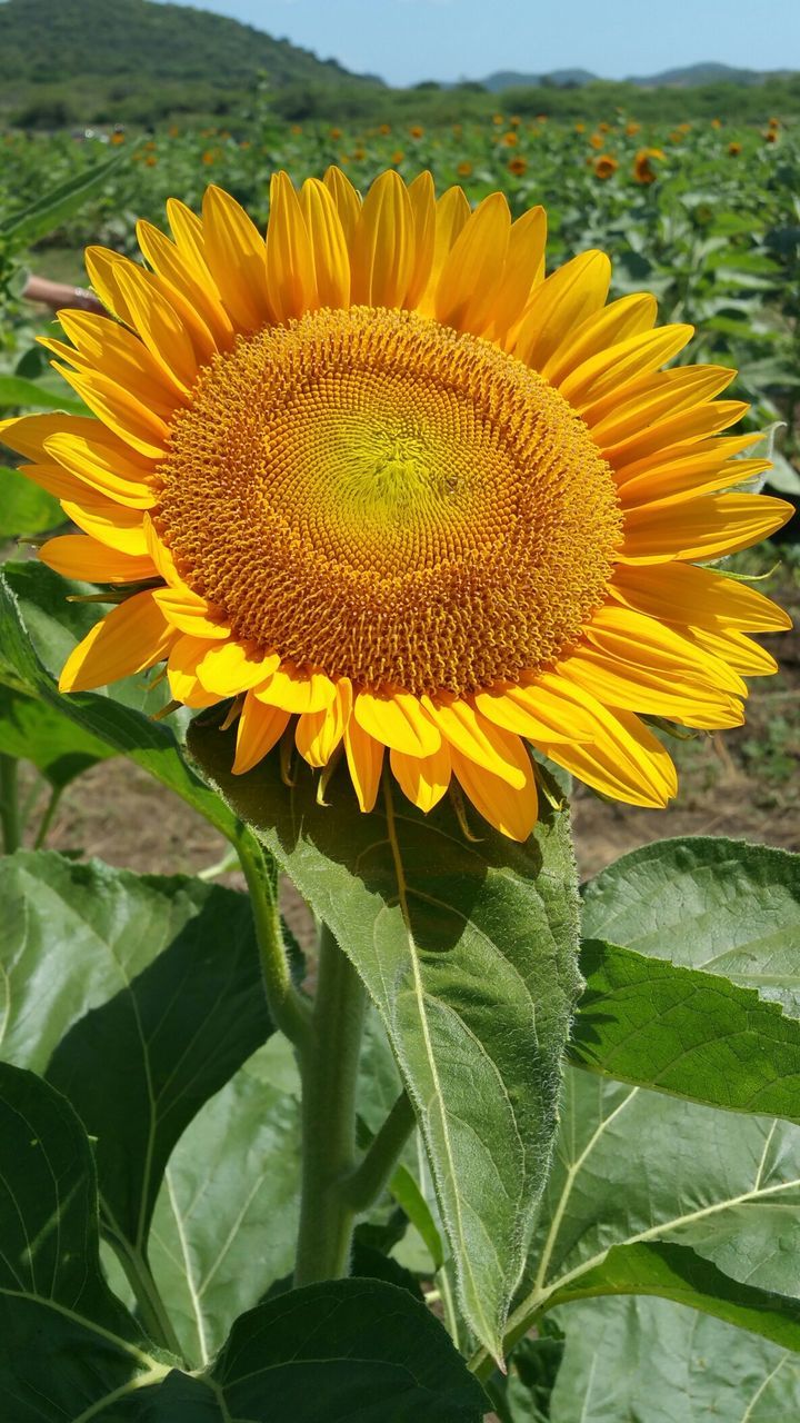 flower, yellow, freshness, petal, growth, fragility, flower head, sunflower, beauty in nature, leaf, plant, nature, blooming, close-up, single flower, green color, field, focus on foreground, pollen, in bloom